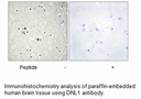 Product image for DNL1 Antibody