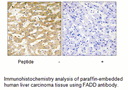 Product image for FADD Antibody