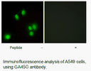 Product image for GA45G Antibody