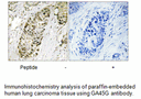 Product image for GA45G Antibody