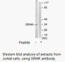 Product image for GRAK Antibody