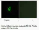 Product image for LEG2 Antibody