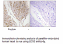 Product image for LEG2 Antibody