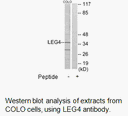 Product image for LEG4 Antibody