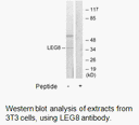 Product image for LEG8 Antibody