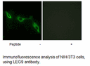 Product image for LEG9 Antibody