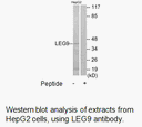 Product image for LEG9 Antibody