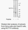 Product image for MUTYH Antibody