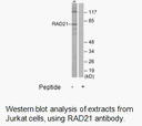 Product image for RAD21 Antibody