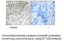 Product image for EFTUD2 Antibody