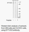 Product image for EFTUD2 Antibody