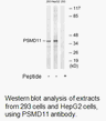 Product image for PSMD11 Antibody