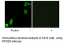 Product image for RPS20 Antibody