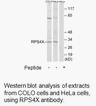 Product image for RPS4X Antibody