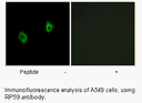 Product image for RPS9 Antibody