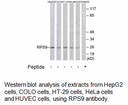 Product image for RPS9 Antibody