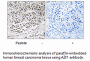 Product image for AZI1 Antibody