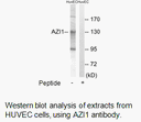 Product image for AZI1 Antibody