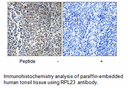 Product image for RPL23 Antibody