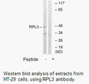 Product image for RPL3 Antibody