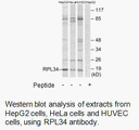 Product image for RPL34 Antibody