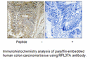 Product image for RPL37A Antibody