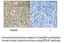 Product image for RPL40 Antibody