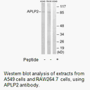 Product image for APLP2 Antibody