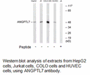 Product image for ANGPTL7 Antibody