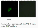 Product image for AIBP Antibody