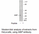 Product image for AIBP Antibody