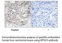 Product image for APOL5 Antibody