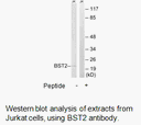 Product image for BST2 Antibody