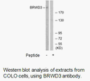 Product image for BRWD3 Antibody