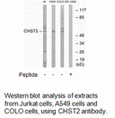 Product image for CHST2 Antibody