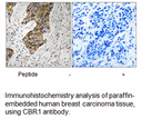 Product image for CBR1 Antibody