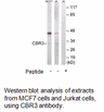 Product image for CBR3 Antibody