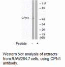 Product image for CPN1 Antibody