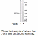 Product image for BORG4 Antibody