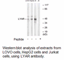 Product image for LYAR Antibody