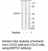 Product image for CEP57 Antibody