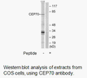 Product image for CEP70 Antibody