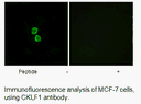 Product image for CKLF1 Antibody