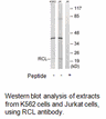 Product image for RCL Antibody