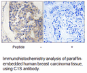 Product image for C1S Antibody