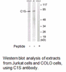 Product image for C1S Antibody