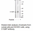 Product image for C1QBP Antibody