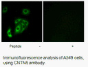 Product image for CNTN5 Antibody