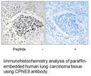 Product image for CPNE8 Antibody