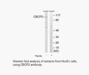 Product image for CBCP2 Antibody